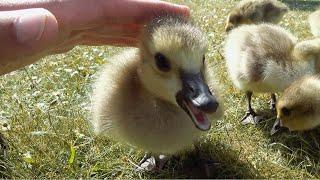 Petting Baby Geese