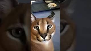 Floppa meow