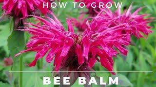 Bee Balm - Monarda Didyma - Complete Grow and Care Guide