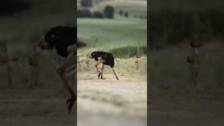 عجائب وغرائب الدنيا لا يصدقها العقل - عجائب وغرائب حول العالم | لماذا النعامة تخفي راسها