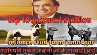 top 10 marwari horse ||reliance stud farm jamnagar||उद्योगपति मुकेश अंबानी जी के १० मारवाड़ी घोड़े