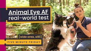 Animal Eye-AF REAL-WORLD Test | Dog Photography with an A9ii on WIDE Area & an Overgrown Woodland...