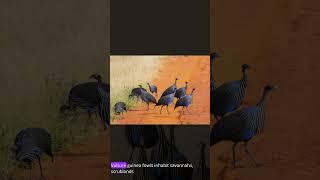 African Vulture Guinea Fowl