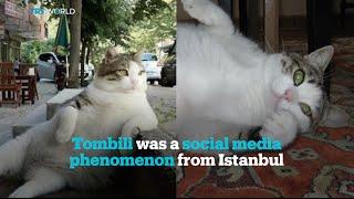 The legacy of Tombili the cat will live forever