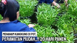 Cara mudah menanam kangkung di pot || HOW TO PLANT KALE IN POTS.