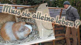 Vergesellschaftung - Kann das Meerschweinchen aus dem Tierheim in der Gruppe im Außengehege bleiben?