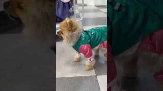 한복입고 입맛다시는 개#shortvideos#pomeranian#dogvideos#puppyvideos#강아지한복#강아지쇼츠#포메라니안#cutedog#dogshorts#dogs