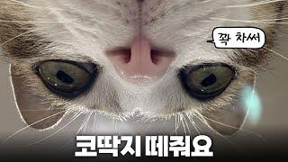 고양이도 코 파나요? 코딱지로 알아보는 건강신호