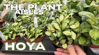 Hoya Plant Aisle || The Plant Aisles 2025 Season 2 Episode 1