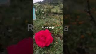 Rosa roja #rosa #roja #rosaroja