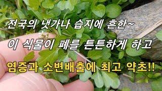 폐를 윤택하게 하고 염증을 잡는 최고 좋은 약초가~ 소변을 폭포수 줄기처럼 시원하게 배출!!