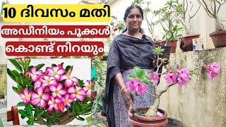 10 ദിവസം മതി അഡീനിയം പൂക്കൾ കൊണ്ട് നിറയും | Super trick | Chilli jasmine