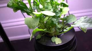 Hydroponic Arugula - So Easy to Grow