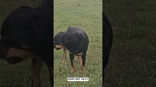 Emotional Journey with Rottweiler Love