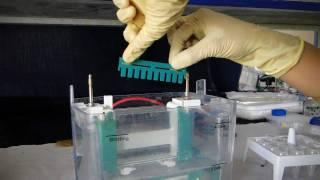 Polyacrylamide Gel Electrophoresis- PAGE - Amrita University