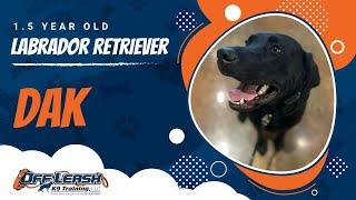 1.5 Year Old Labrador Retriever |Best Lab Training | Off Leash K9 |Board & Train |Missouri