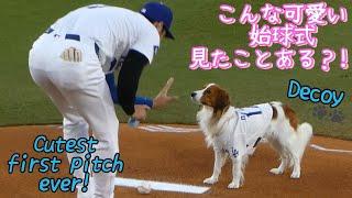 デコピン始球式とか！可愛すぎる！！！FIRST PITCH BY 'DECOY'!