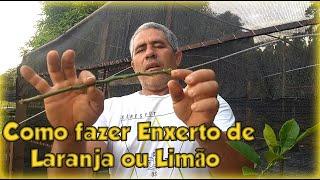 Como fazer Enxerto de Qualquer tipo de Laranja ou Limão!