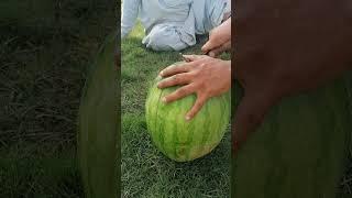 watermelon cutting #short #faisalsami