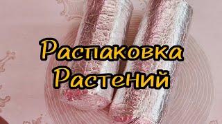 Распаковка растений!