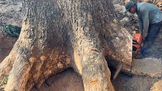 Amazing !! Cutting down Giant trembesi trees from start to finish.