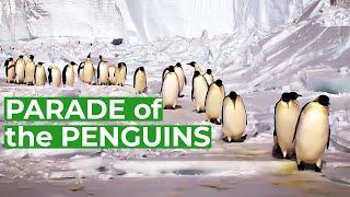 Wildlife - Just Penguins | Free Documentary Nature