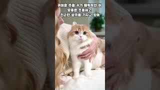 초보집사 추천 고양이 TOP 5