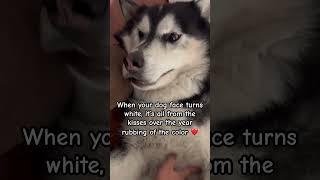 Forever young Wulf #dogparent #funnyvideo #dogvideos #huskylife #huskylove