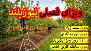 ویزای فصلی کشور نیوزیلند چانس عالی مهاجرت به این کشور درخواست دهید و ویزا بگیرید در ۱۱ روز