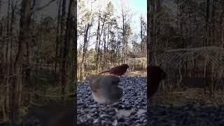 A cardinal & juncos enjoy sun flower seeds #schnoodlelove #cardinal #juncos #birds #birdfeeder