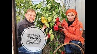 Дачные сезоны с Мариной Рыкалиной. Осенняя посадка смородины и гортензии.