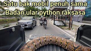 WARGA TERKEJVT LIAT ULAR PYTHON BESAR DI ATAS MOBIL DI TENGAH KOTA