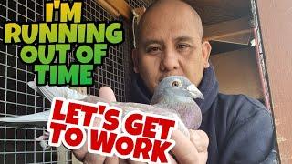 STOCK BIRDS LOFT CONSTRUCTION WELL ON THE WAY|PIGEON RACING UK