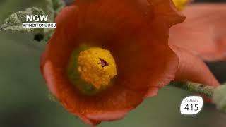 Unexplored Americas -  National Geographic Wild | ZUKU