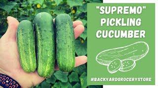 The Best Cucumber for Making Pickles!