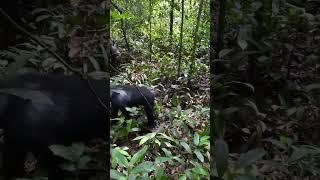 TREKKING CHIMPANZEES IN UGANDA / UGANDA CHIMPANZEE TREKKING / GERMAN, AMERICA, SPAIN, COLUMBIA