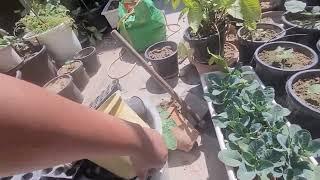 bad condition, all areca palms are gone