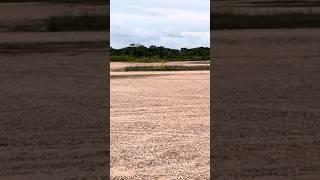 RC Plane Landing Fail – Watch It Sink into the Grass #aviation #rcplane #rcjet