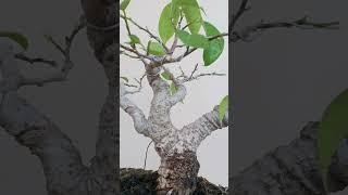 BONSAI BERINGIN BENJAMINA. | INSPIRASI BONSAI