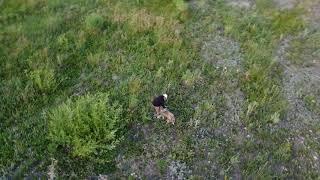 Быстрая сьёмка, "Спираль" Видео снятые на дрон DJI Мини 2