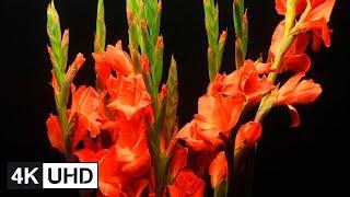  4K Flowers Time Lapse | Blooming, Dying, Resurrection | Cherry Blossom, Lily, Peony, Apricot...