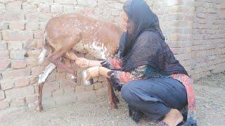 Goat milking by hand village life vlog