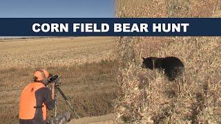 Black Bear Hunt in a Corn Field