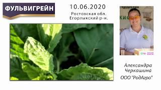 Фульвигрейн Бор на подсолнечнике.