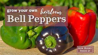 Sow Right Seeds | Bell Pepper Seed Collection