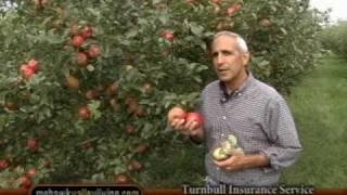 MVL #233 Apple Season in the Mohawk Valley