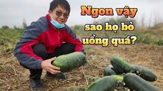 Lần đầu theo chồng đi mót bí đao ở Trung Quốc thấy mà ham