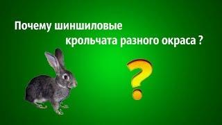 Почему шиншилловые  кролики разного окраса?