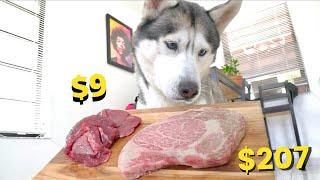 Husky Reviews $9 Beef Steak vs $207 Wagyu Beef Steak..