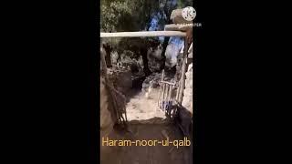 haram-noor-ul-qalb#islamicvideos